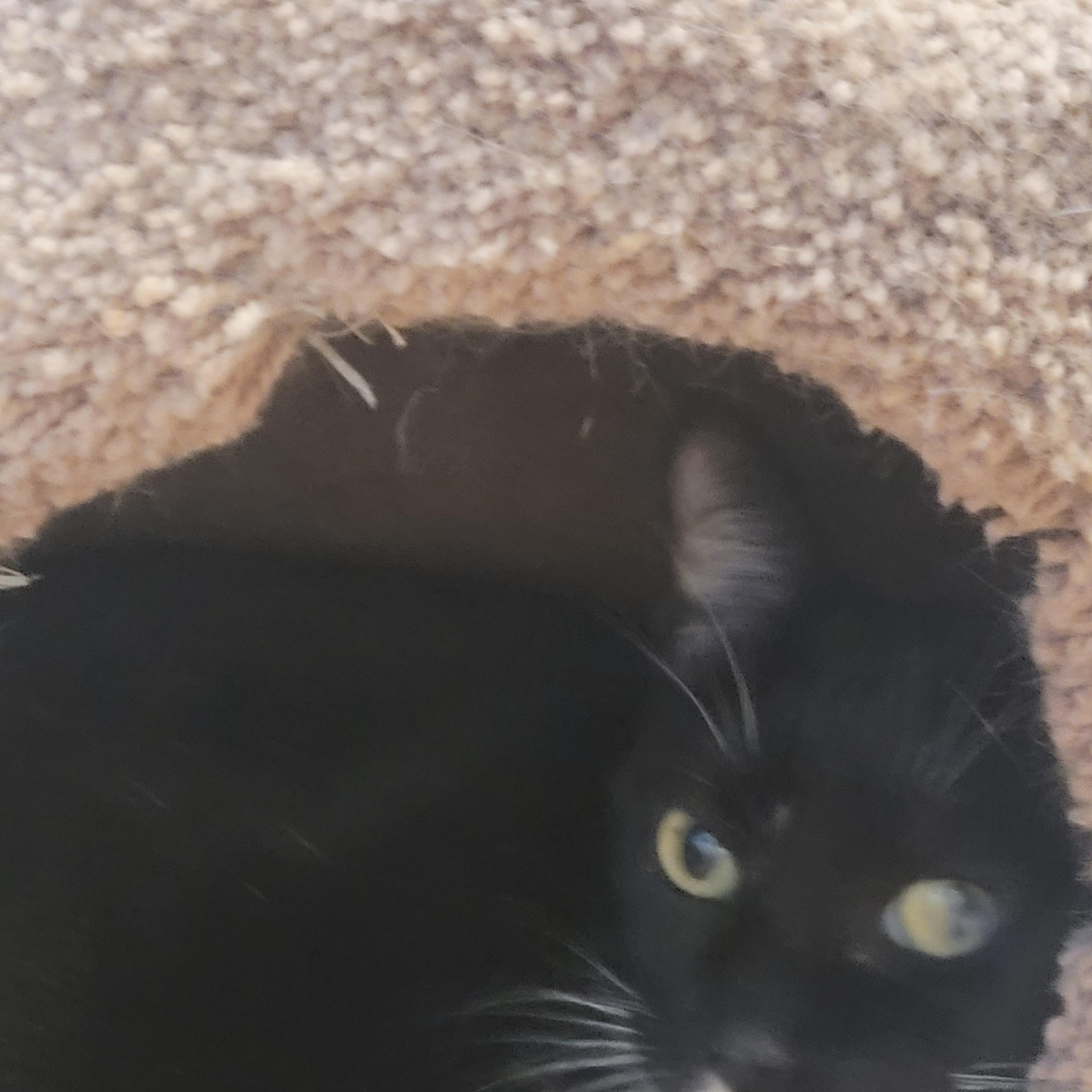 Enlarge Sassy, a Adoptable Domestic Short Hair in North Myrtle Beach, SC image 4/5