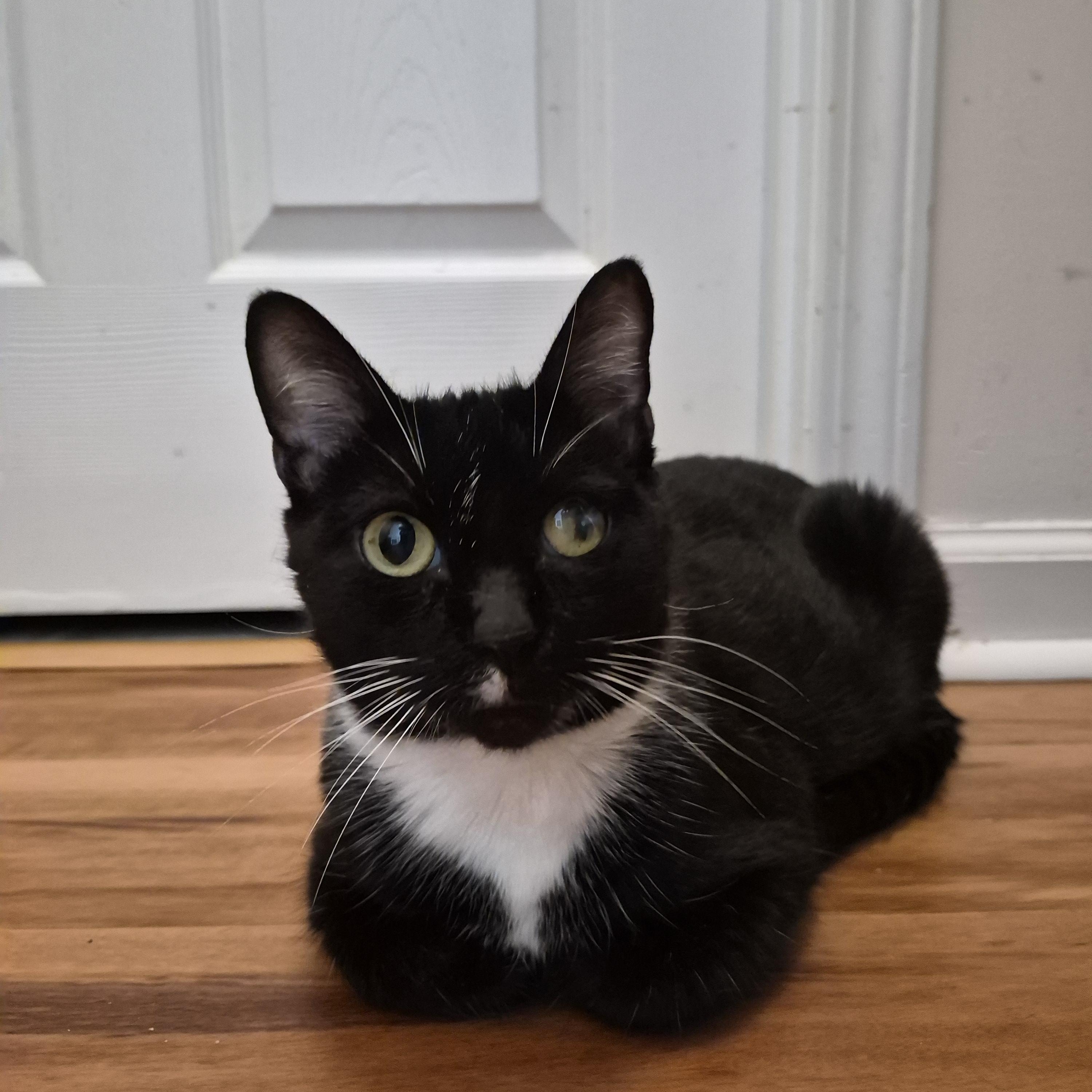 Enlarge Sassy, a Adoptable Domestic Short Hair in North Myrtle Beach, SC image 3/5