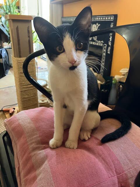 Enlarge Braeburn Apple & Anjou Pear, a Adoptable Domestic Short Hair in Los Angeles, CA image 3/6