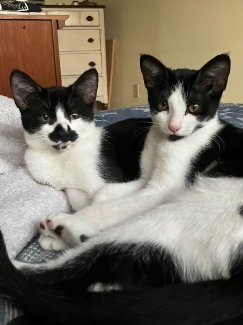 Braeburn Apple & Anjou Pear, Adoptable, Young Female Domestic Short Hair.