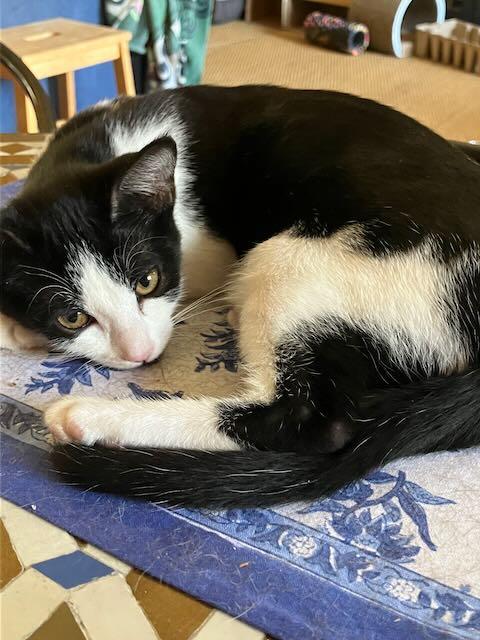 Enlarge Braeburn Apple & Anjou Pear, a Adoptable Domestic Short Hair in Los Angeles, CA image 5/6