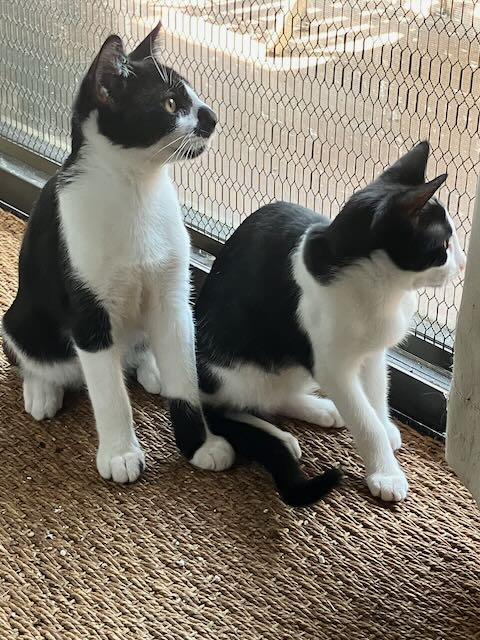 Enlarge Braeburn Apple & Anjou Pear, a Adoptable Domestic Short Hair in Los Angeles, CA image 6/6