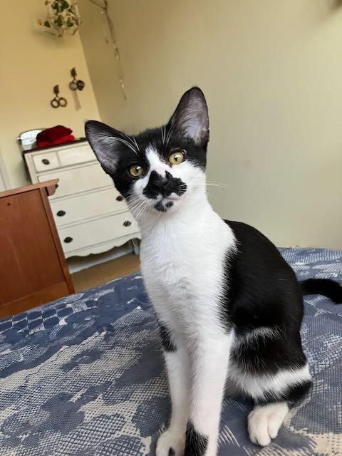 Enlarge Braeburn Apple & Anjou Pear, a Adoptable Domestic Short Hair in Los Angeles, CA image 4/6