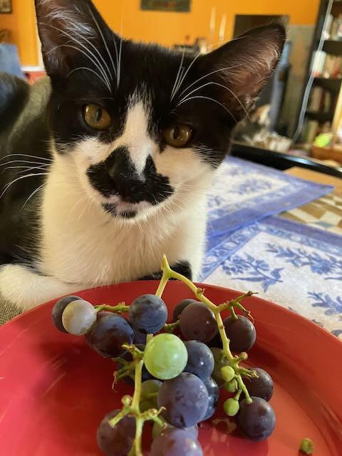 Enlarge Braeburn Apple & Anjou Pear, a Adoptable Domestic Short Hair in Los Angeles, CA image 2/6