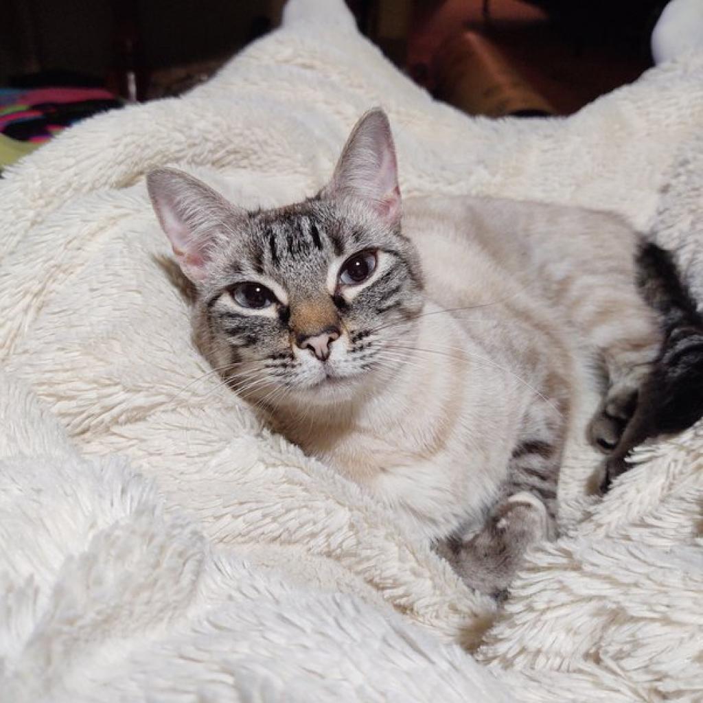 Sonny, Adoptable, Senior Male Siamese & Domestic Short Hair.