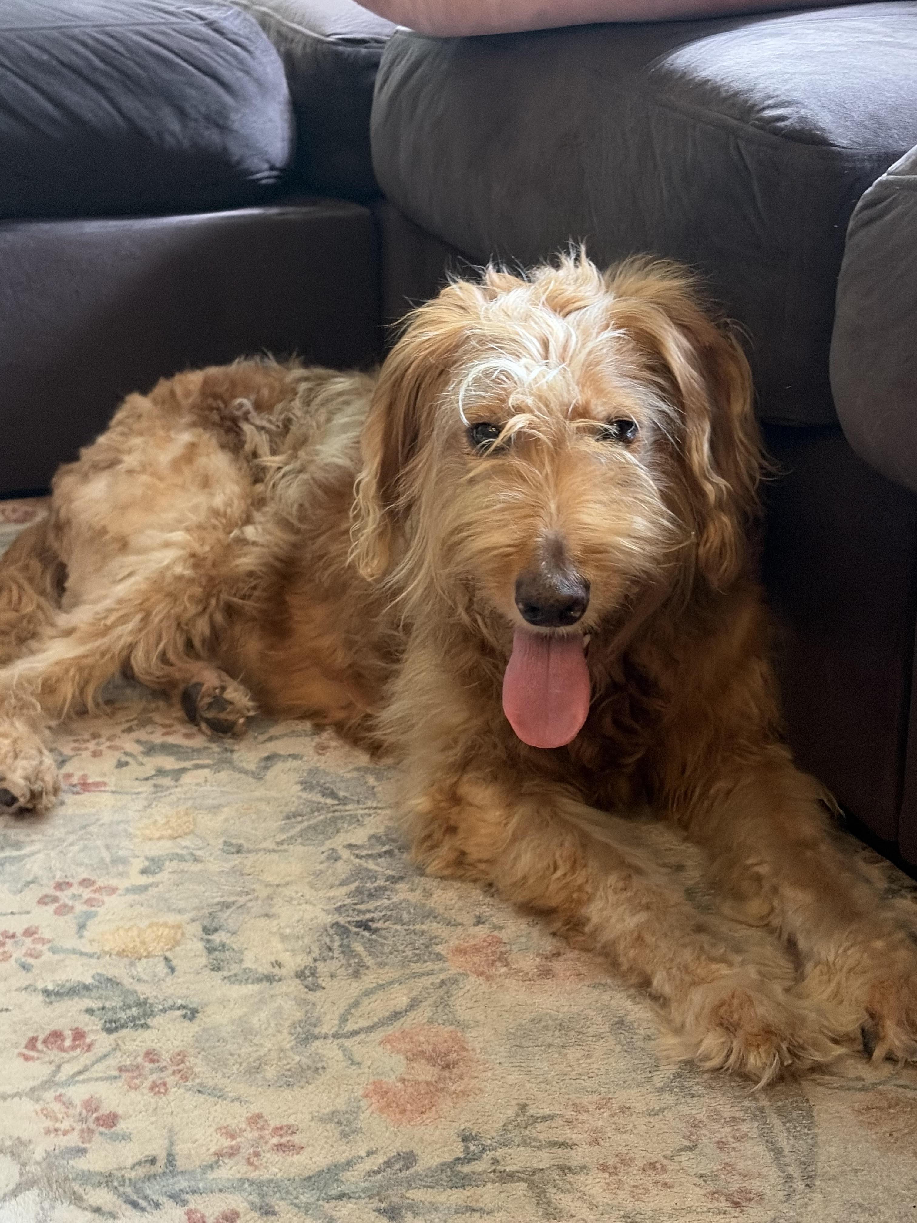 Enlarge Parfait, a Adoptable mixed breed in Cumming, GA image 4/6