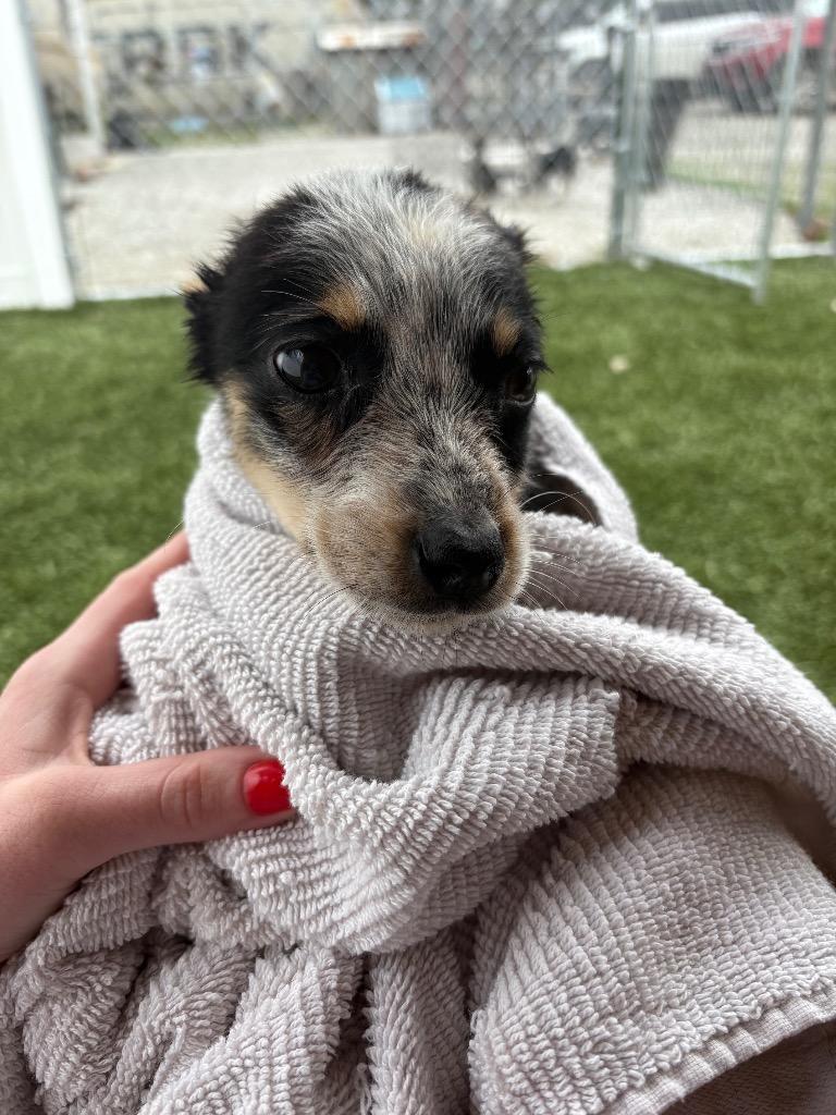 Oak Ridge Pup 1, Adoptable, Puppy Female Australian Cattle Dog / Blue Heeler.
