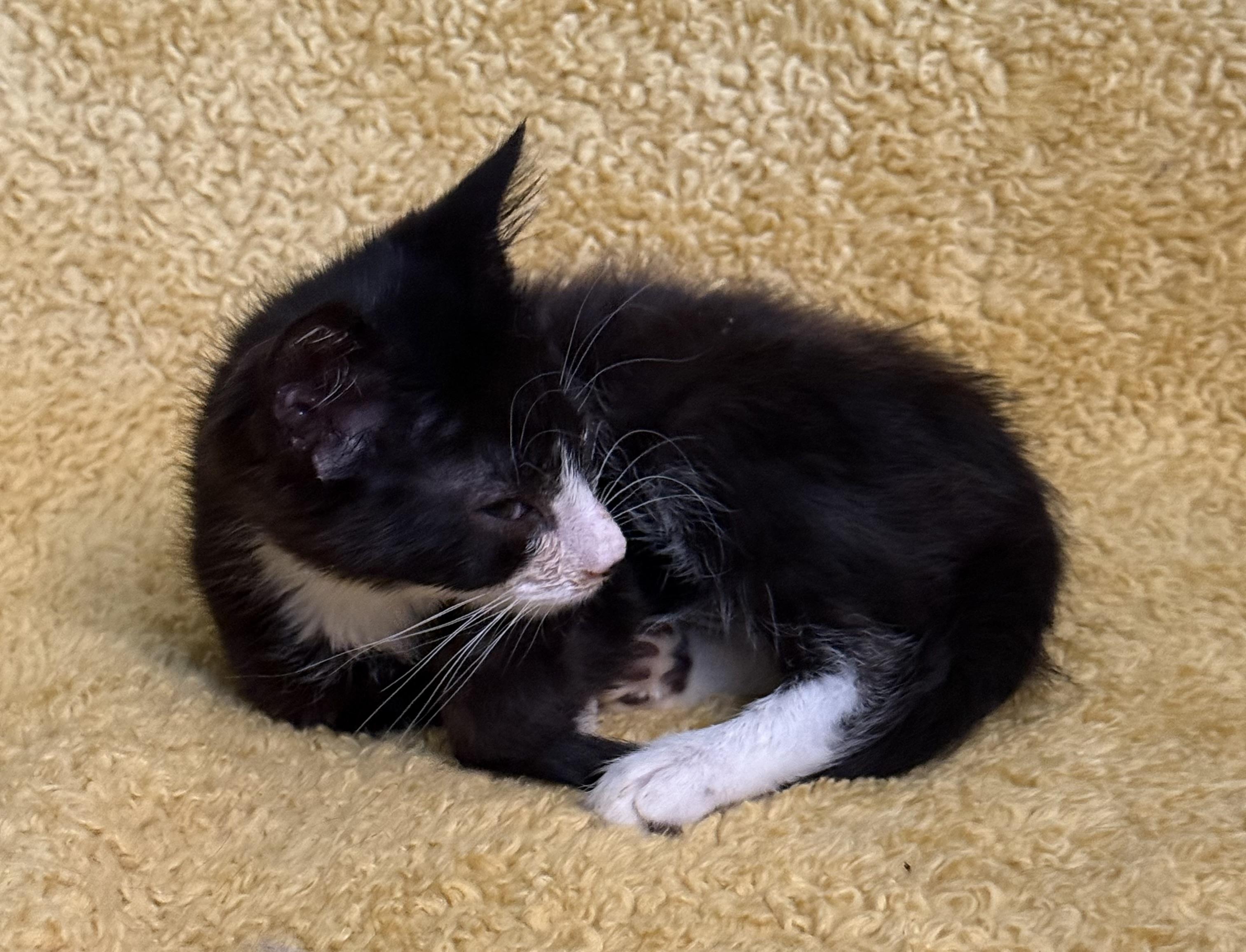 Tux 2