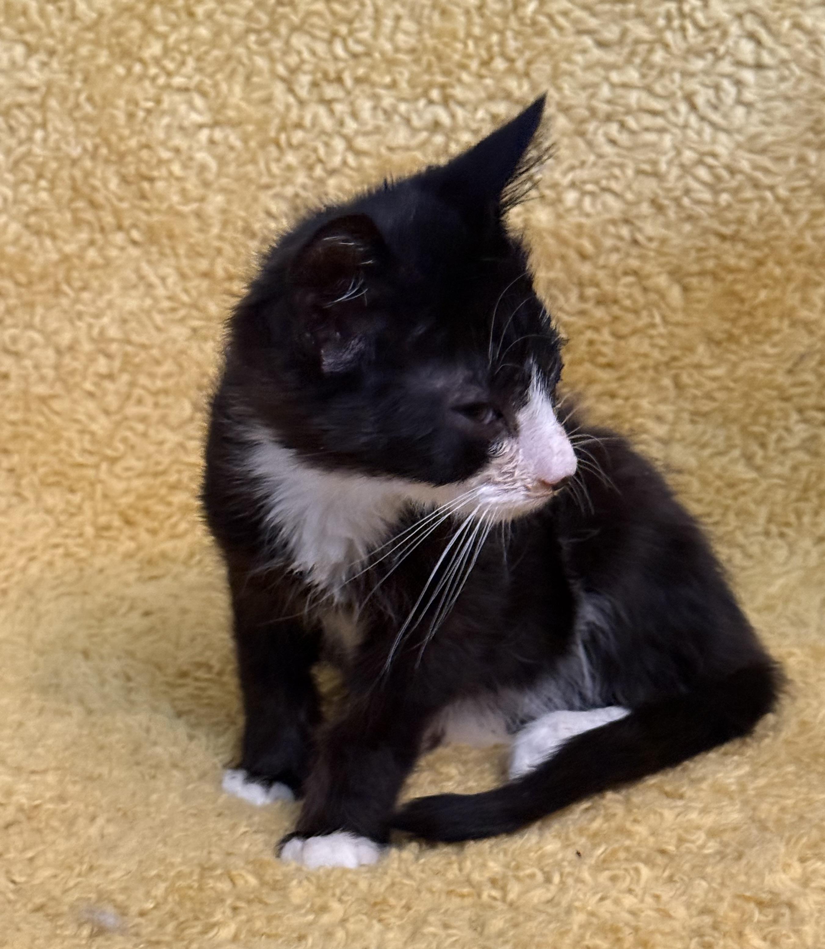 Tux 3
