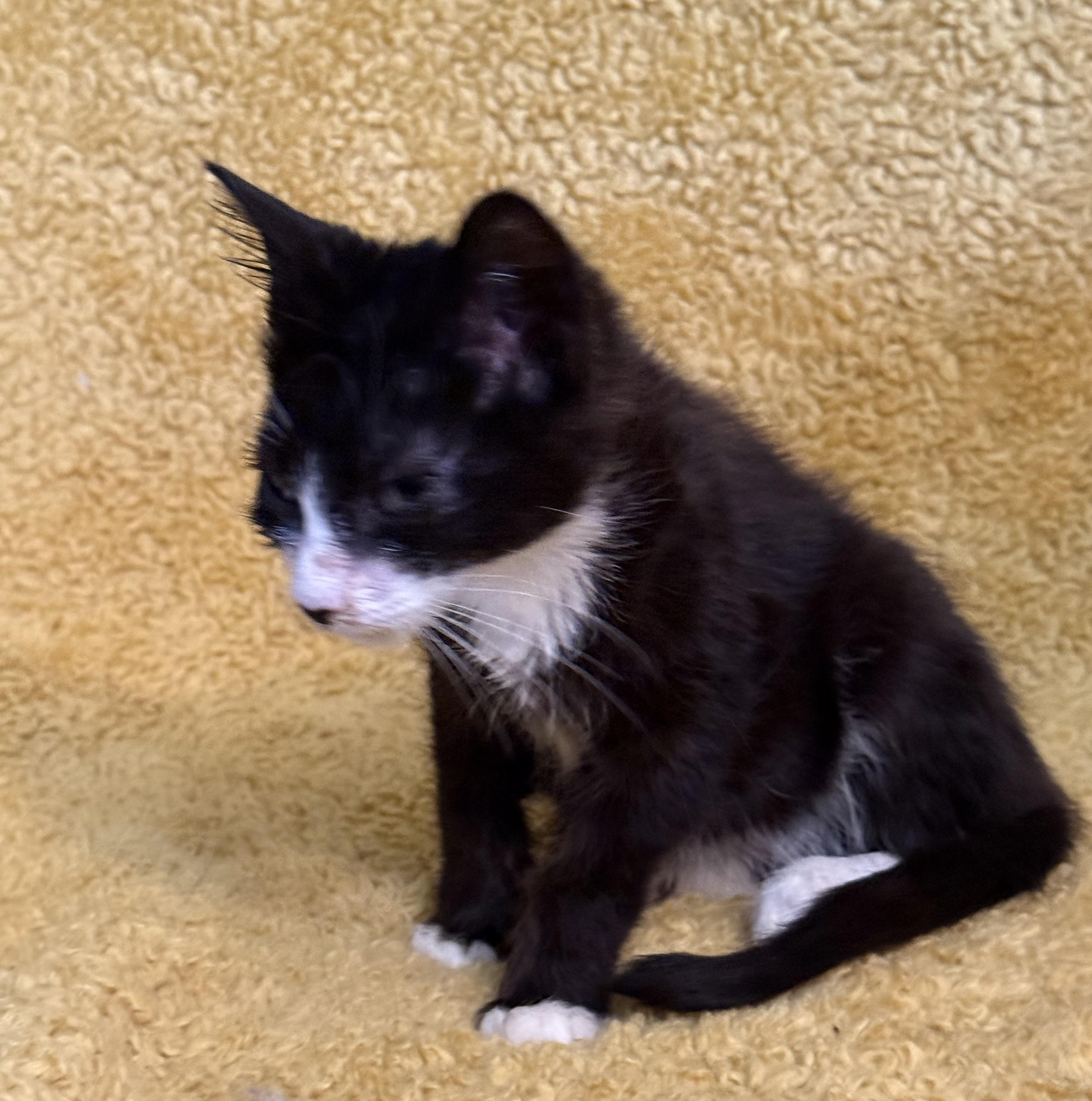 Tux