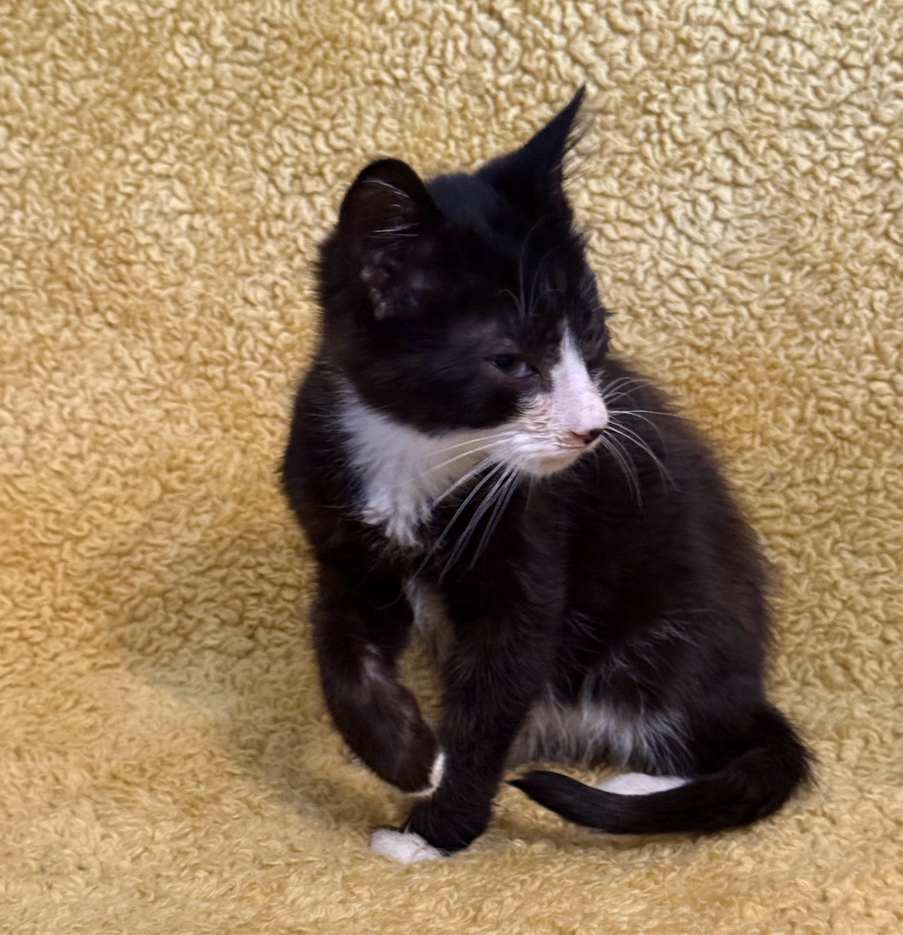 Tux 4