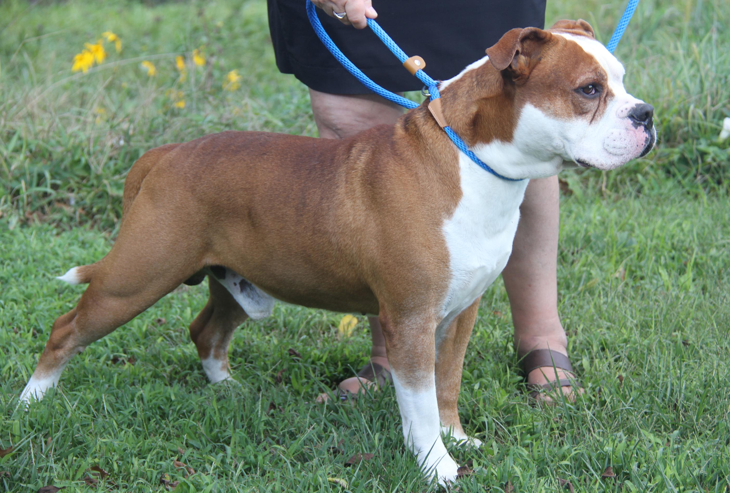 Steven (Neutered)  (Photos 9/28/2025) (Bonded Pair w/Arlo)