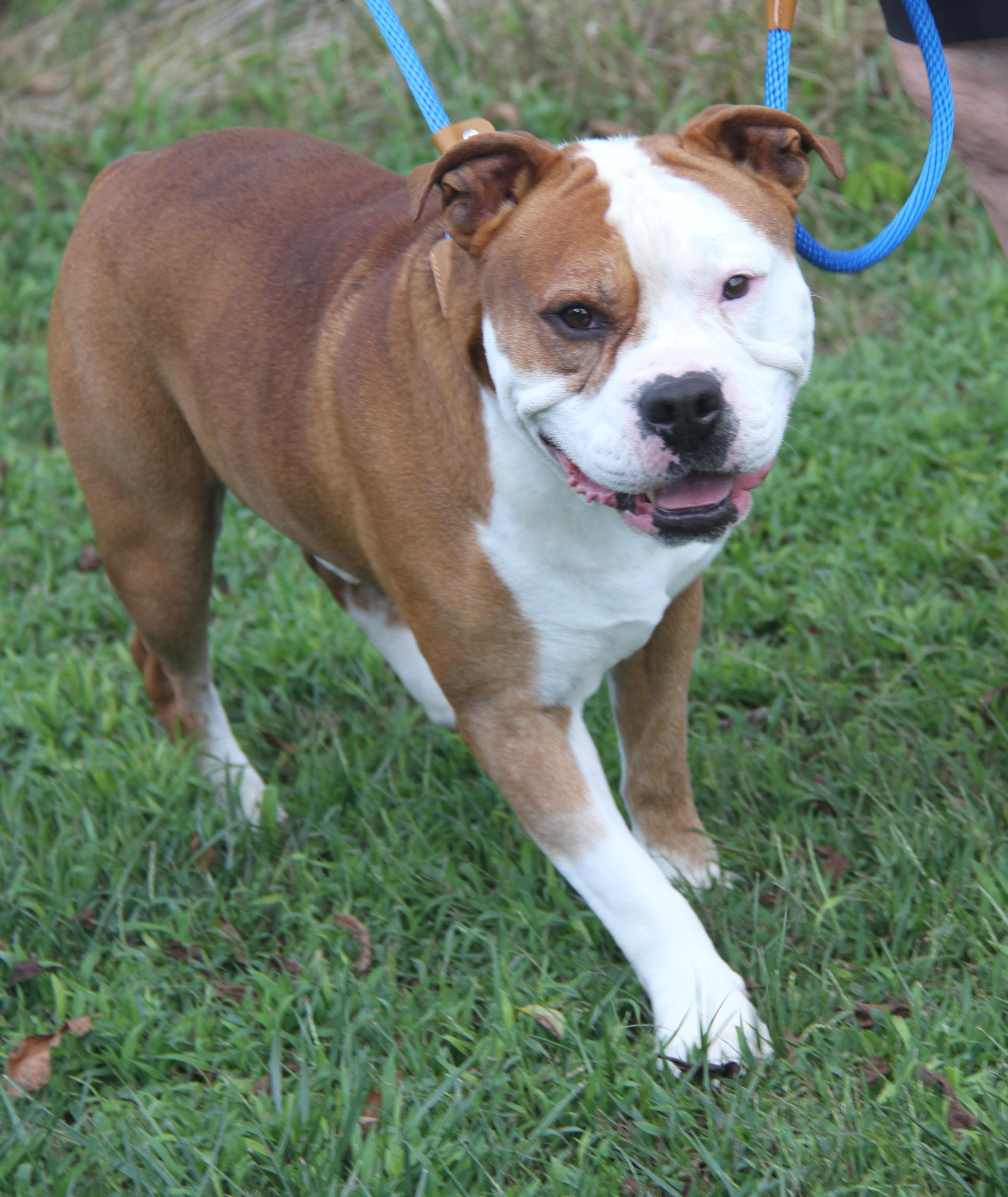 Steven (Neutered)  (Photos 9/28/2025) (Bonded Pair w/Arlo)