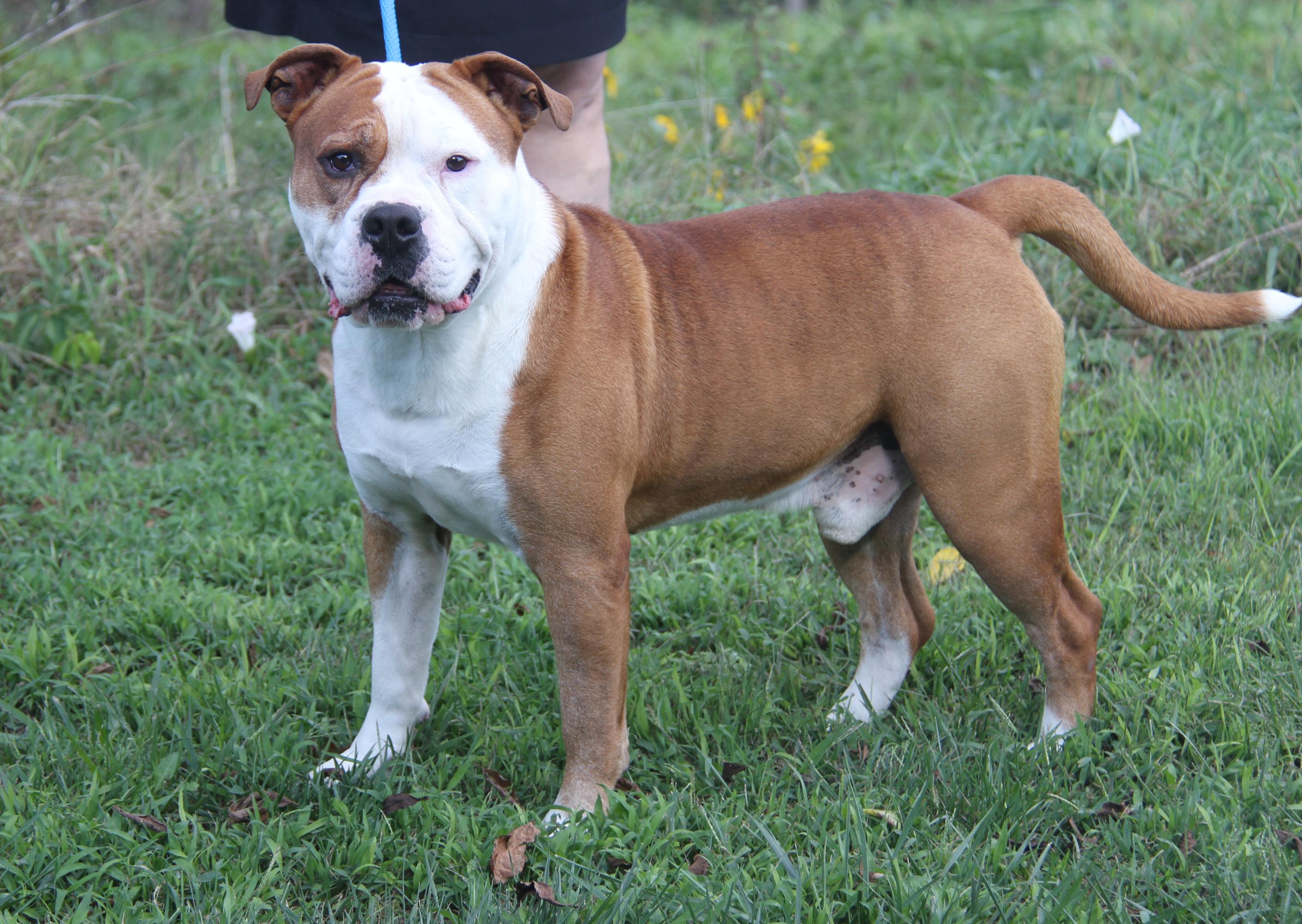 Steven (Neutered)  (Photos 9/28/2025) (Bonded Pair w/Arlo)