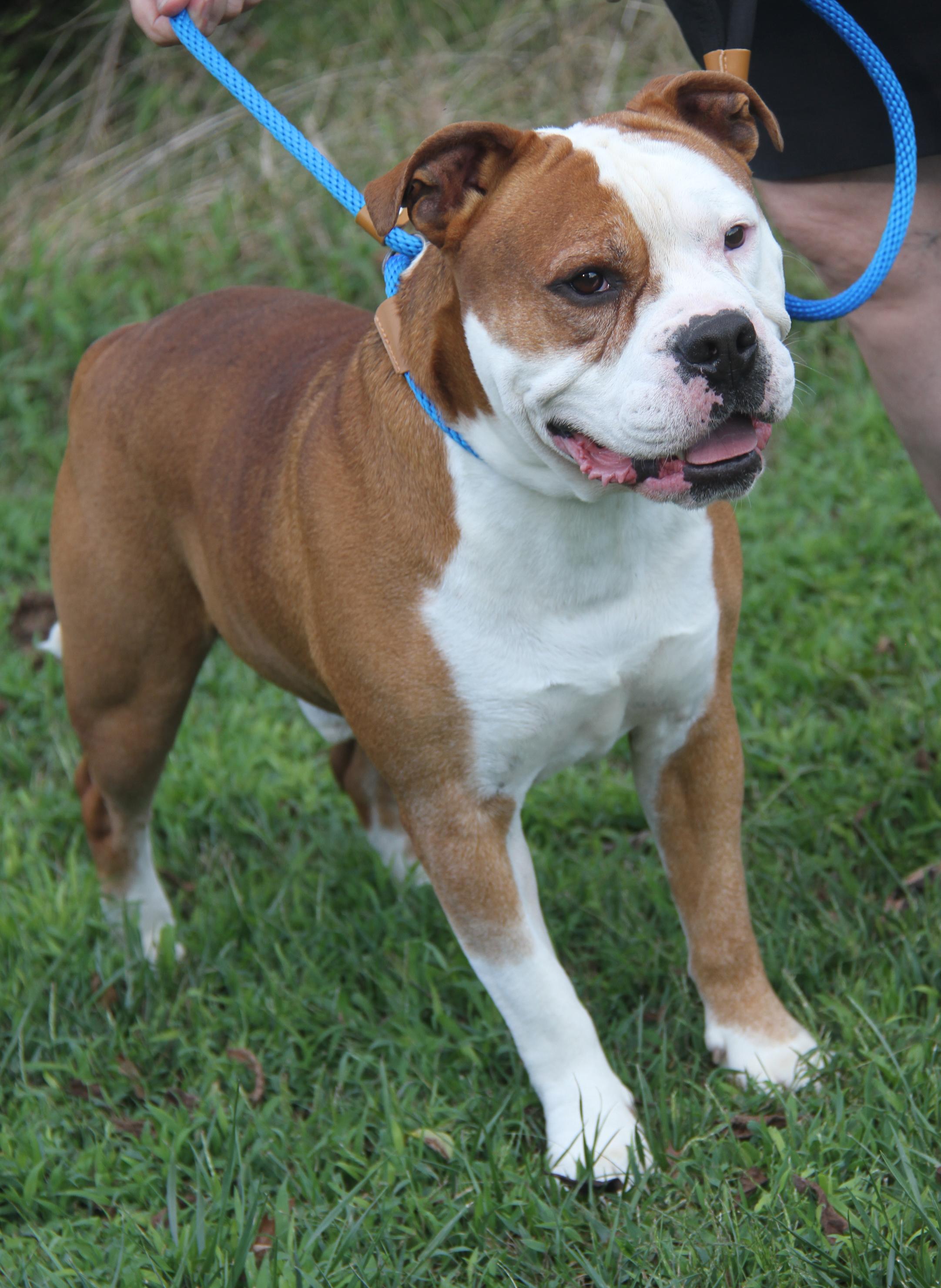 Steven (Neutered)  (Photos 9/28/2025) (Bonded Pair w/Arlo)