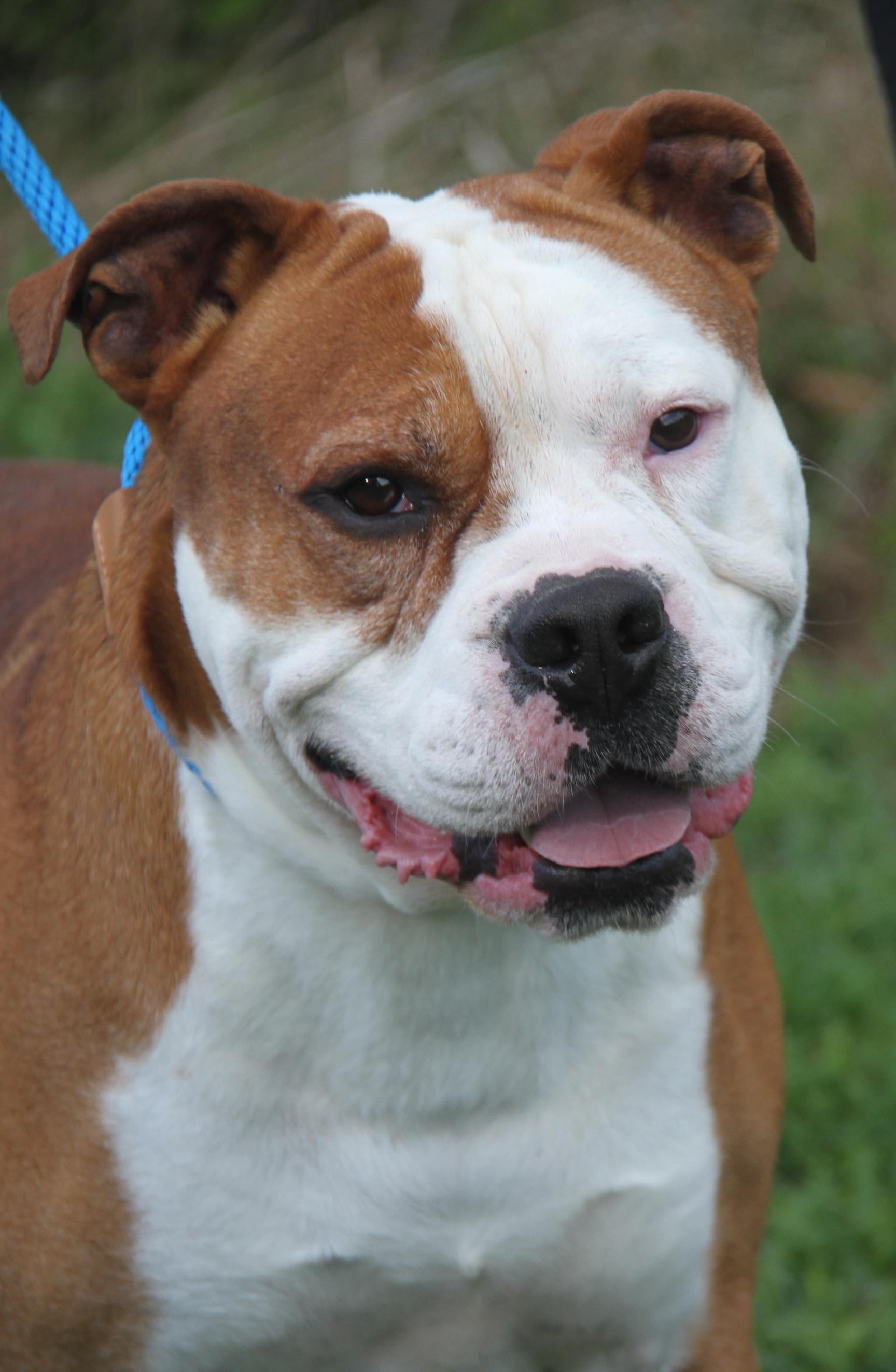 Steven (Neutered)  (Photos 9/28/2025) (Bonded Pair w/Arlo)