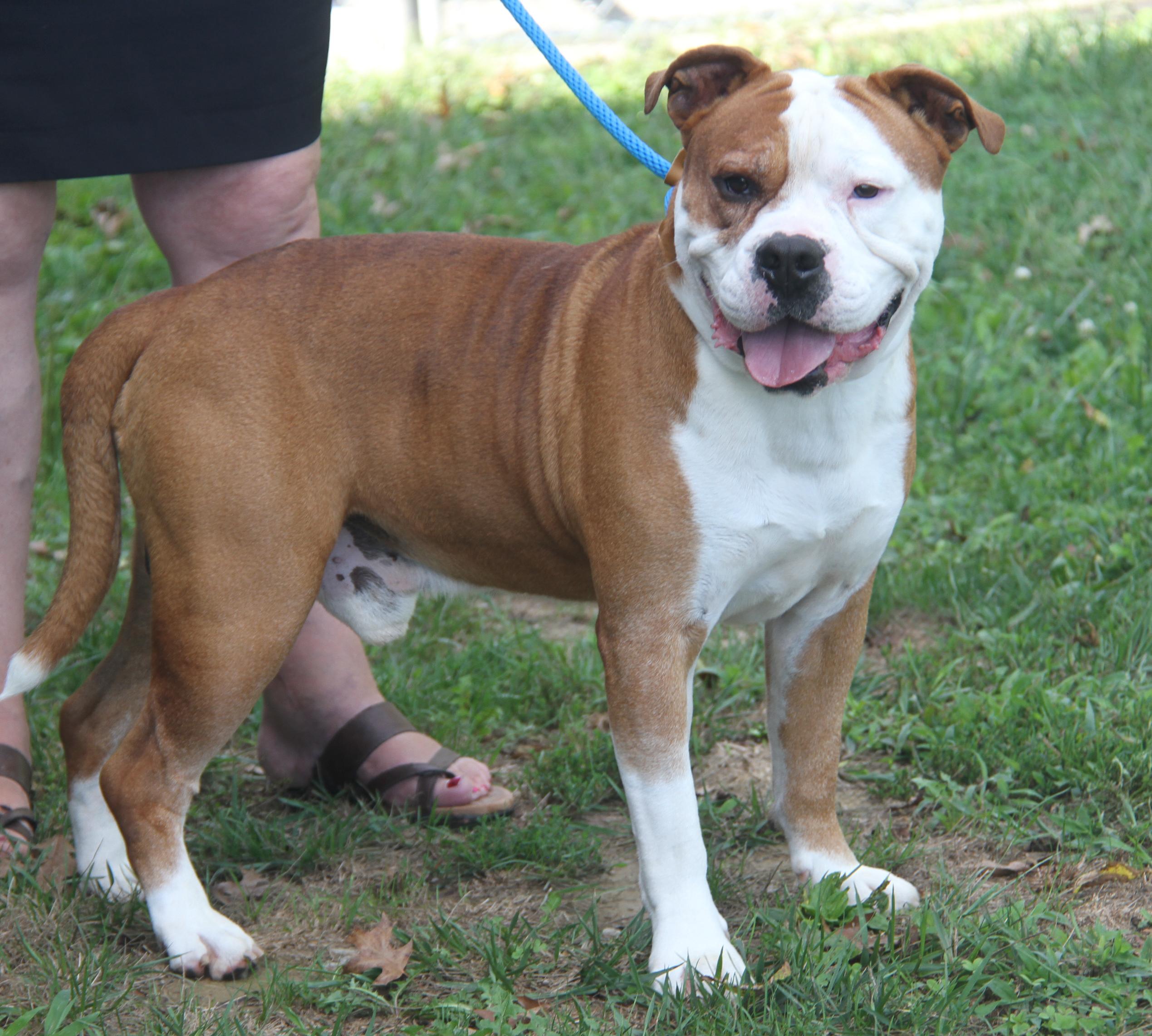 Steven (Neutered)  (Photos 9/28/2025) (Bonded Pair w/Arlo)