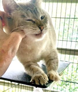 Enlarge Sassy, a Adoptable mixed breed in Mobile, AL image 2/2