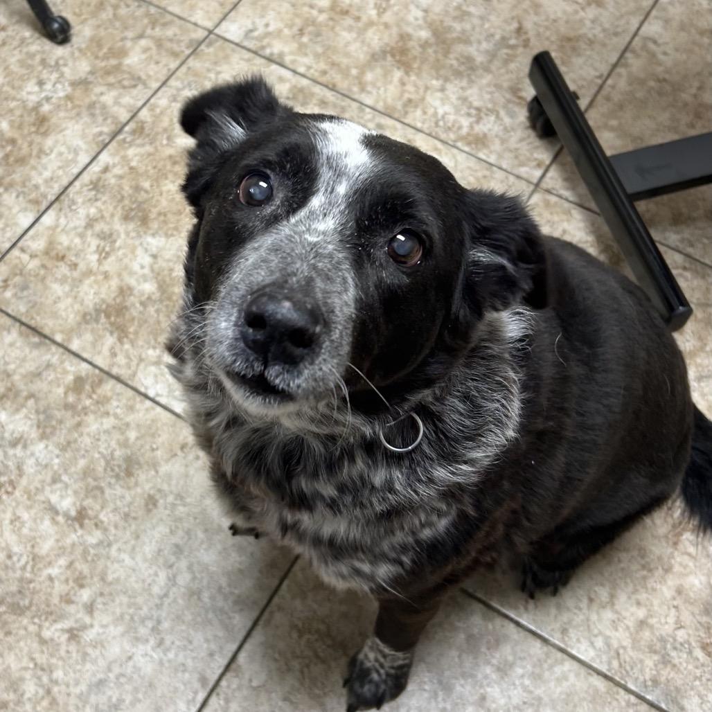 Khaleesi, Adoptable, Senior Female Mixed Breed.