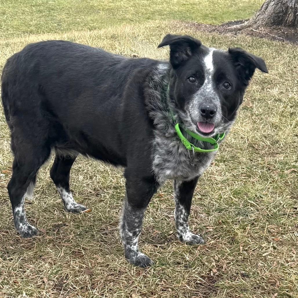 Enlarge Khaleesi, a Adoptable Mixed Breed in DeKalb, IL image 3/3