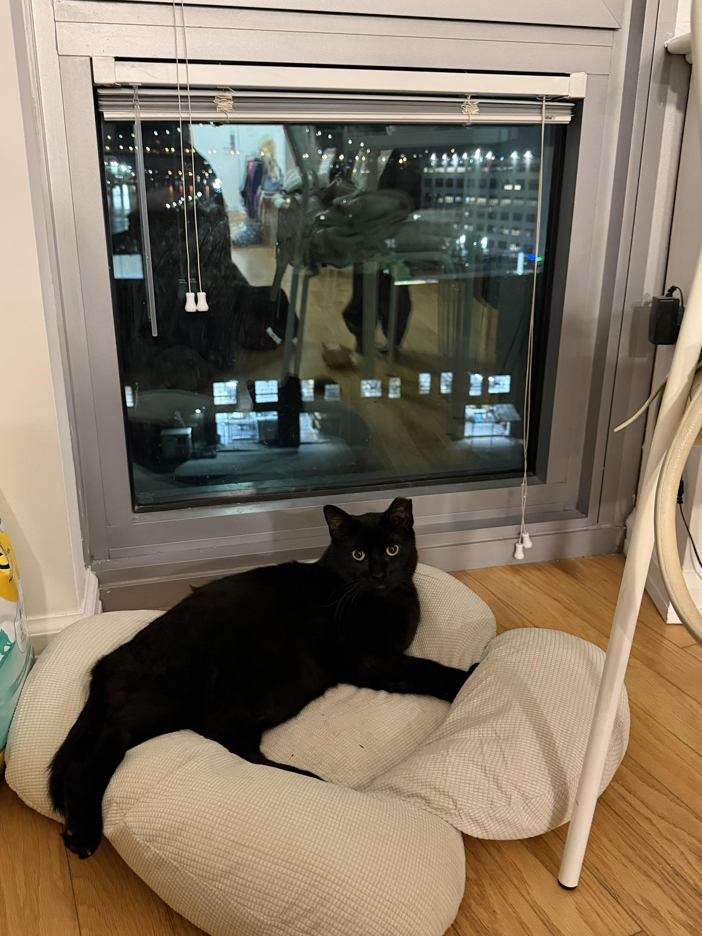 Kalito, a ADOPTABLE Domestic Short Hair in Long Island City, NY image 2/3