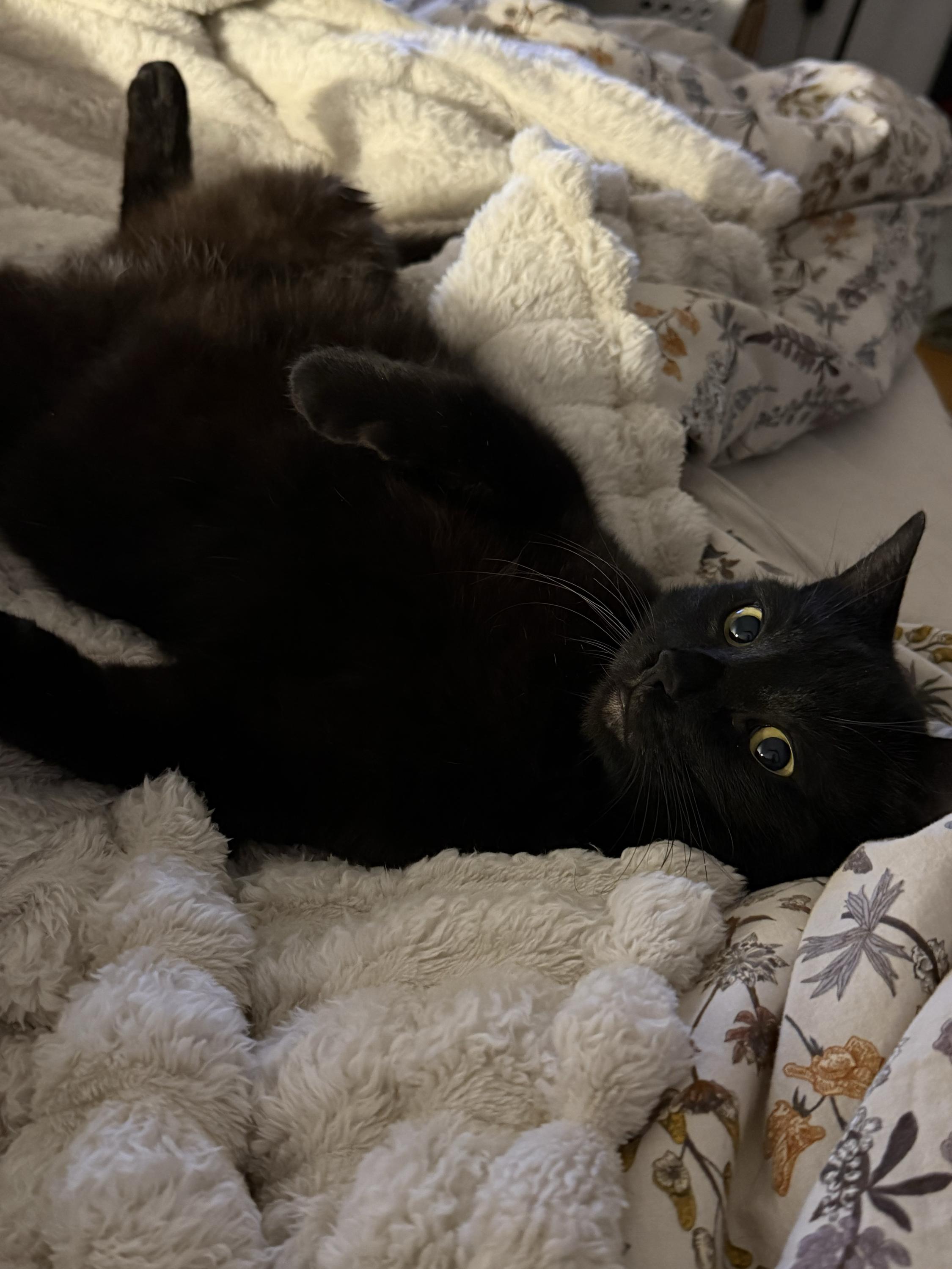 Kalito, ADOPTABLE, Adult Male Domestic Short Hair.