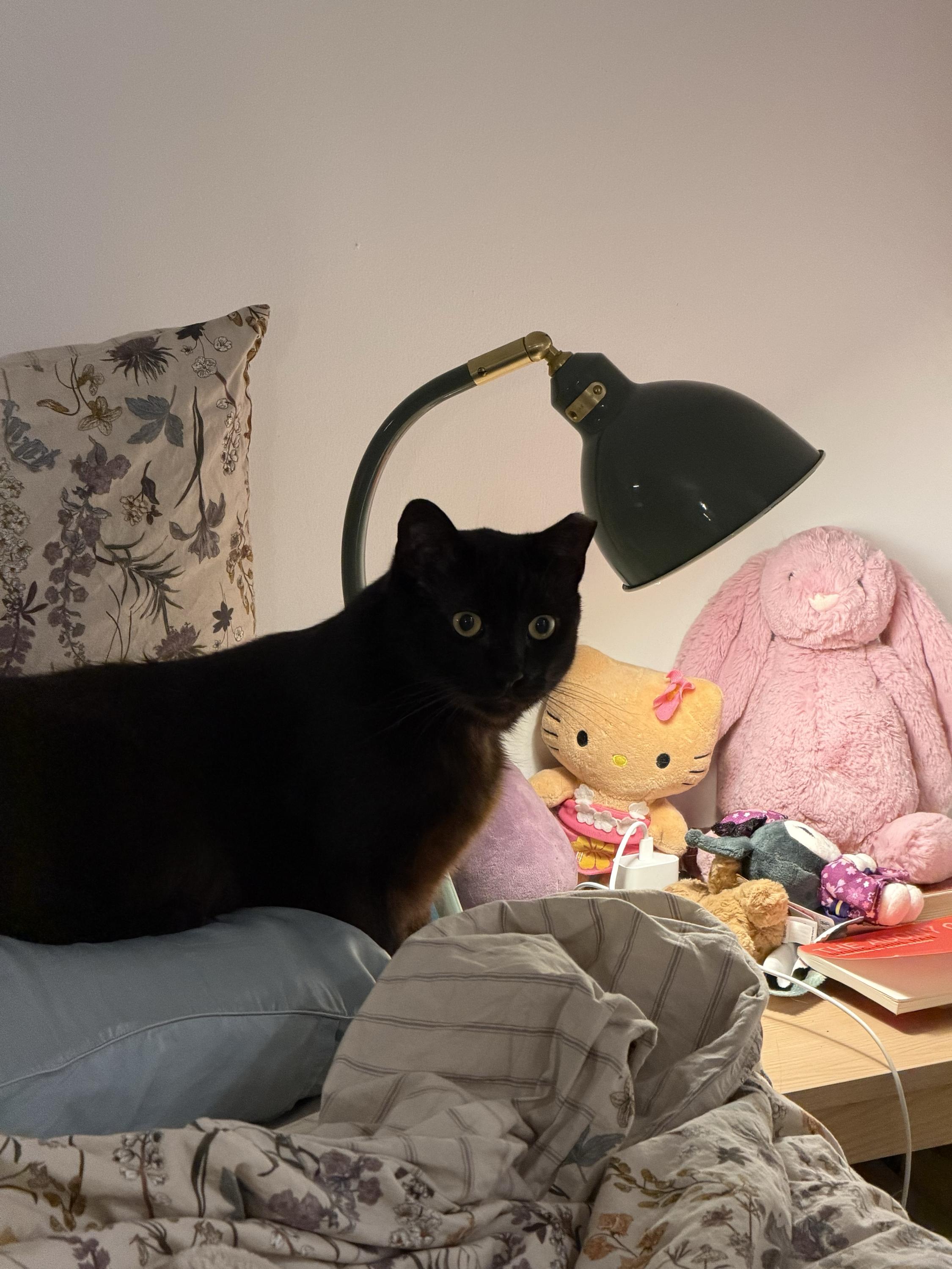 Kalito, a ADOPTABLE Domestic Short Hair in Long Island City, NY image 3/3