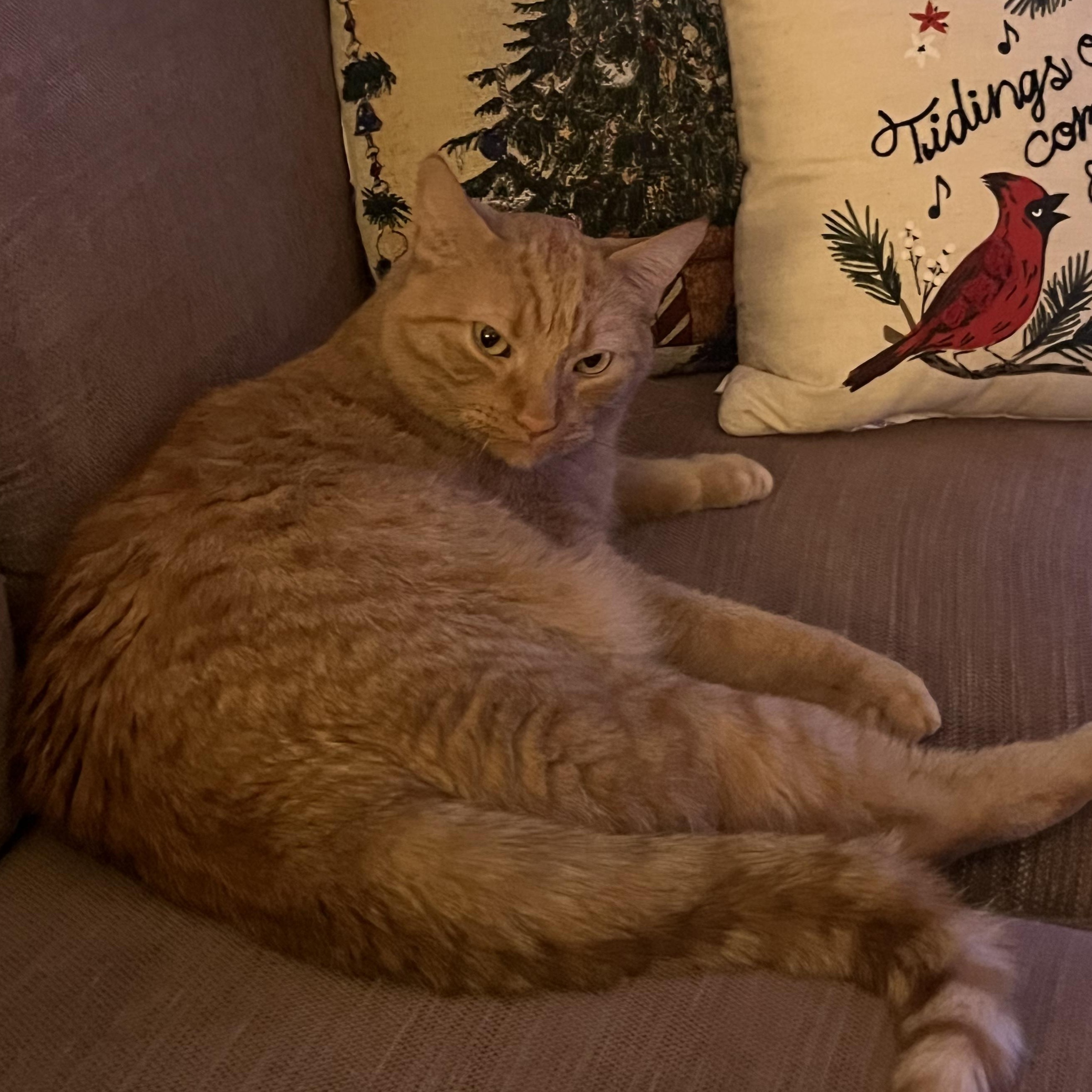 Enlarge Colby *** Talkative & Sweet ***, a Adoptable Tabby in Wyandotte, MI image 1/4