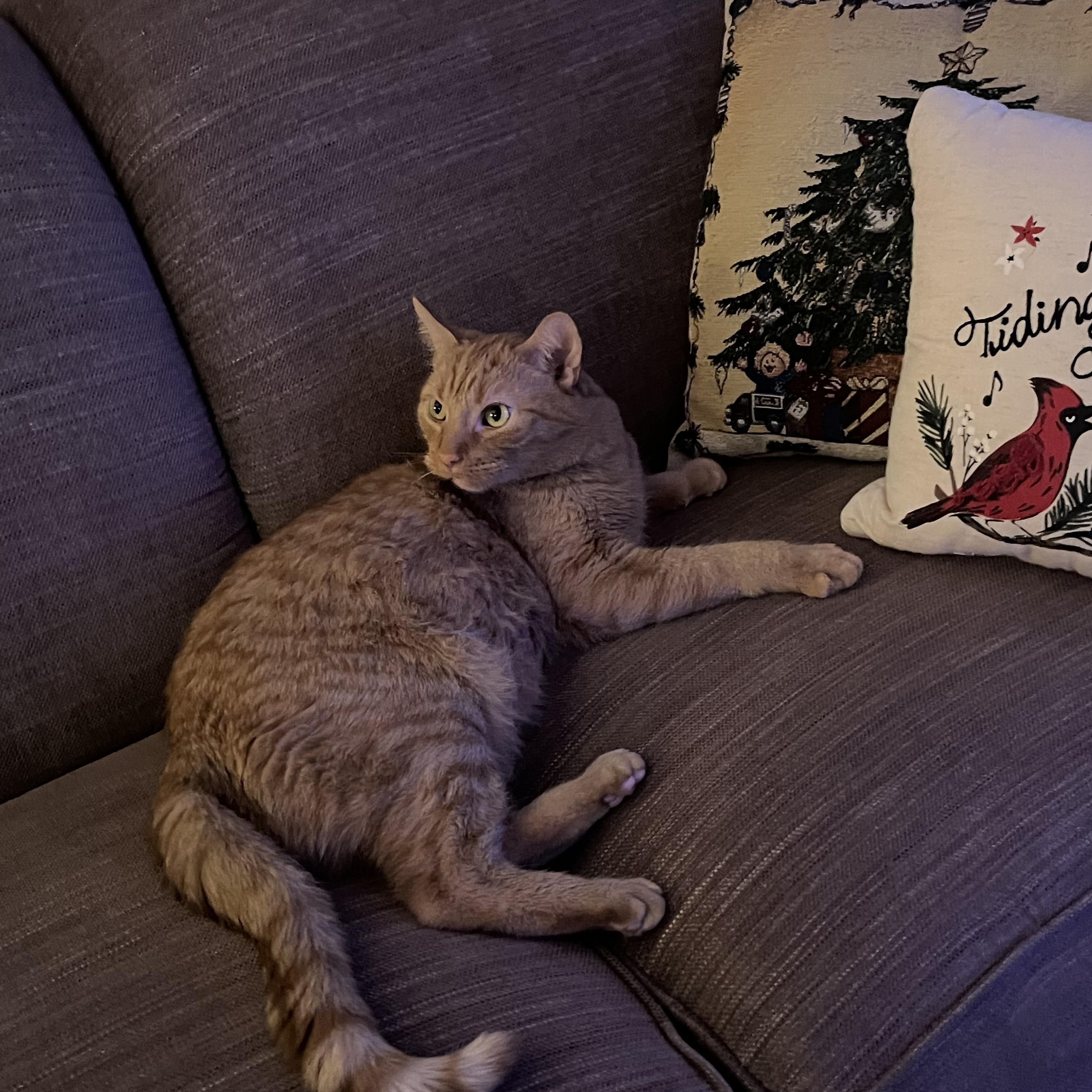 Enlarge Colby *** Talkative & Sweet ***, a Adoptable Tabby in Wyandotte, MI image 2/4