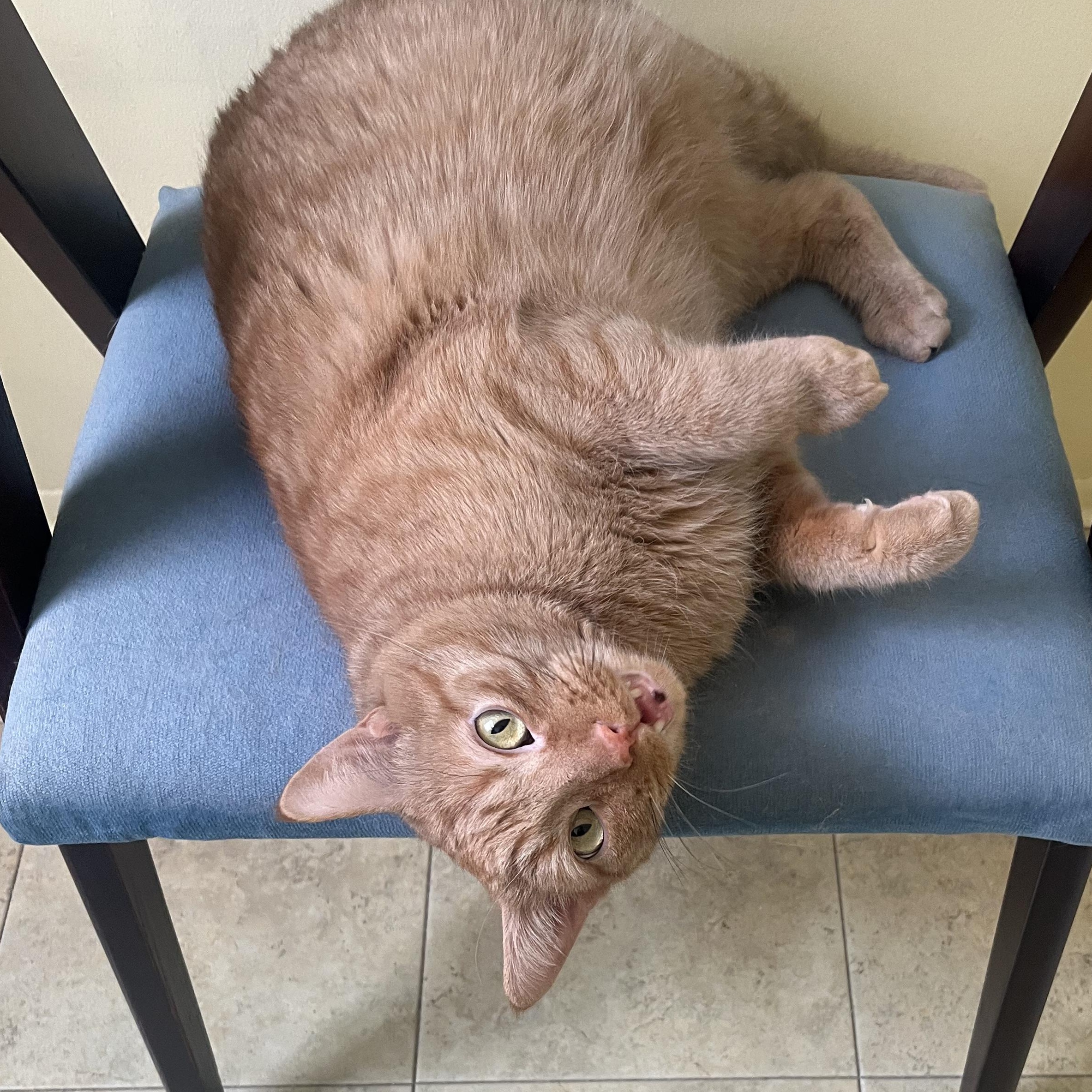 Enlarge Colby *** Talkative & Sweet ***, a Adoptable Tabby in Wyandotte, MI image 3/4