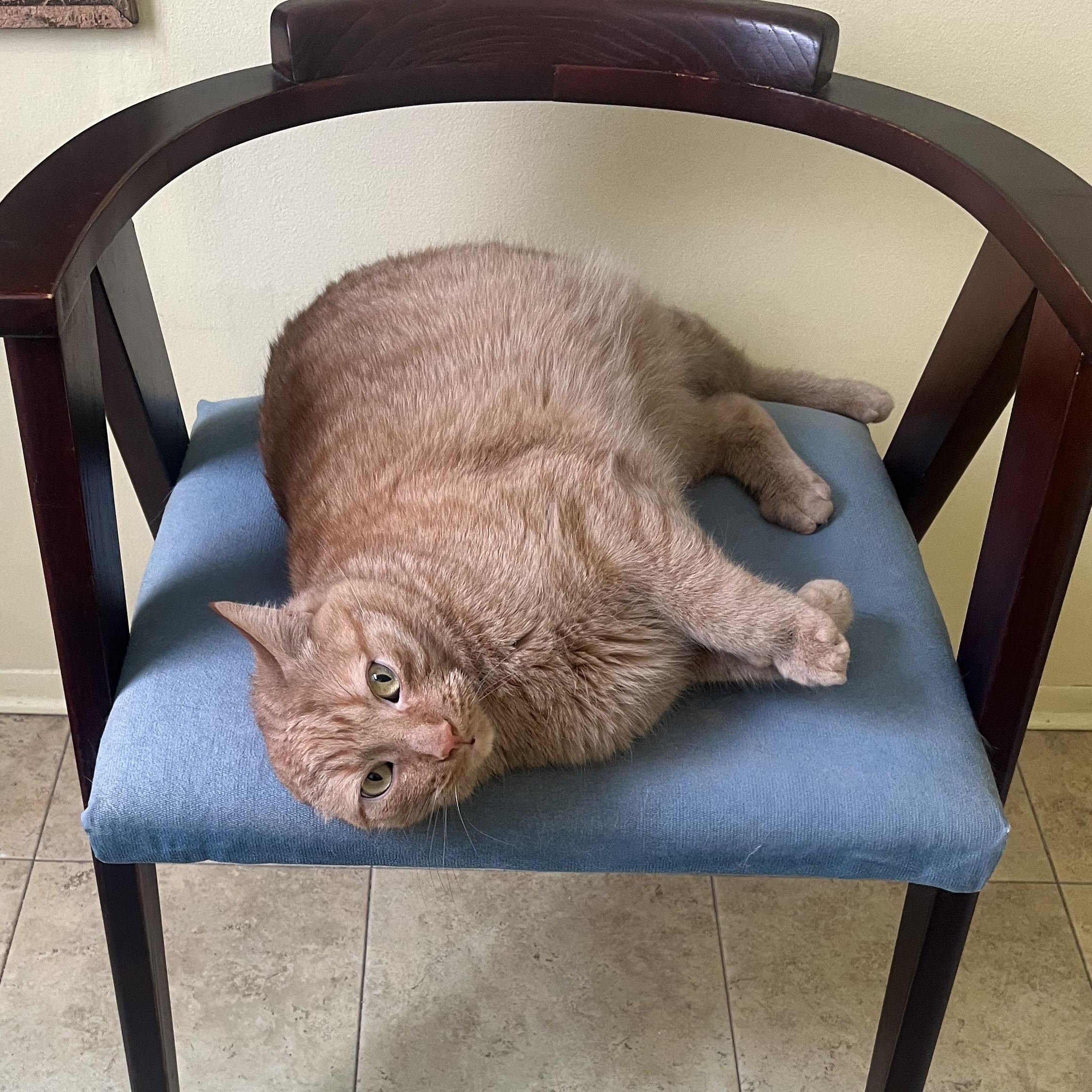 Enlarge Colby *** Talkative & Sweet ***, a Adoptable Tabby in Wyandotte, MI image 4/4