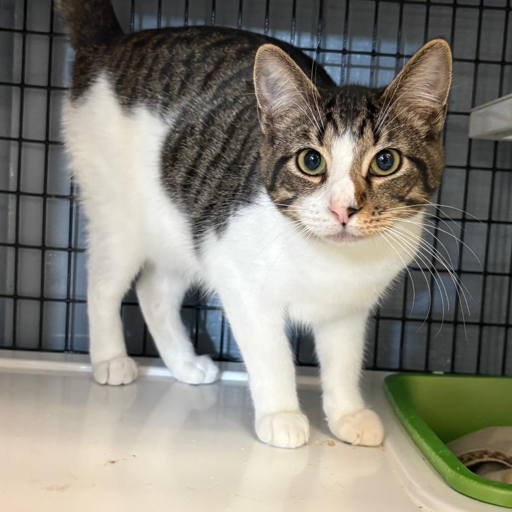 Sausage, Adoptable, Young Male Domestic Short Hair.