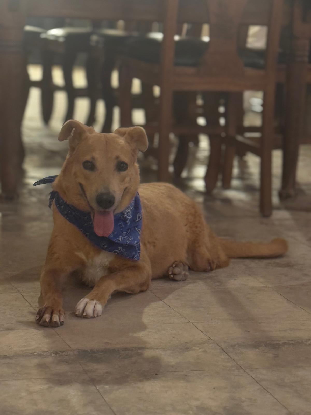 Canela photo 2