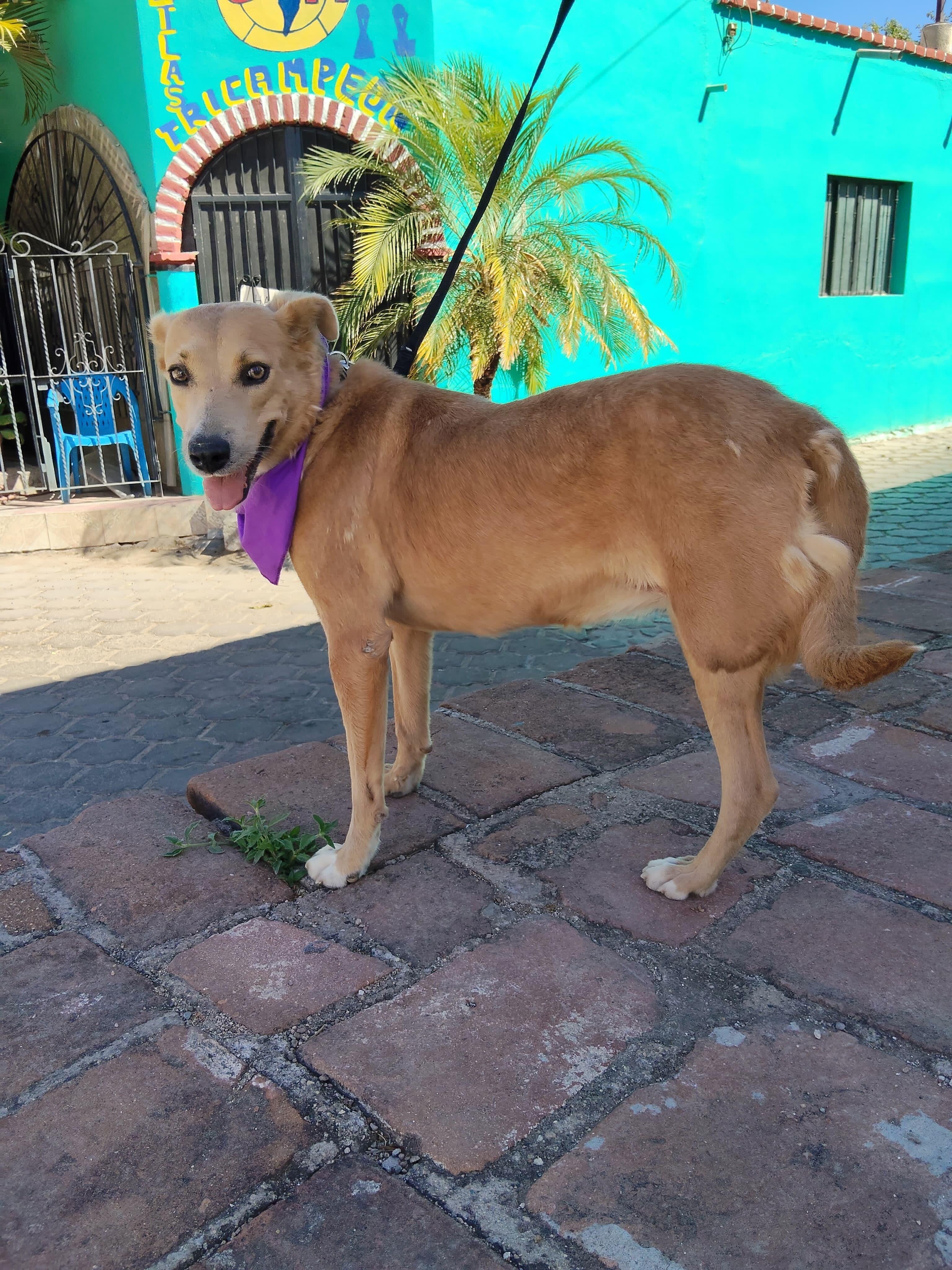 Enlarge Canela, a Adopted mixed breed in North Hollywood, CA image 1/5