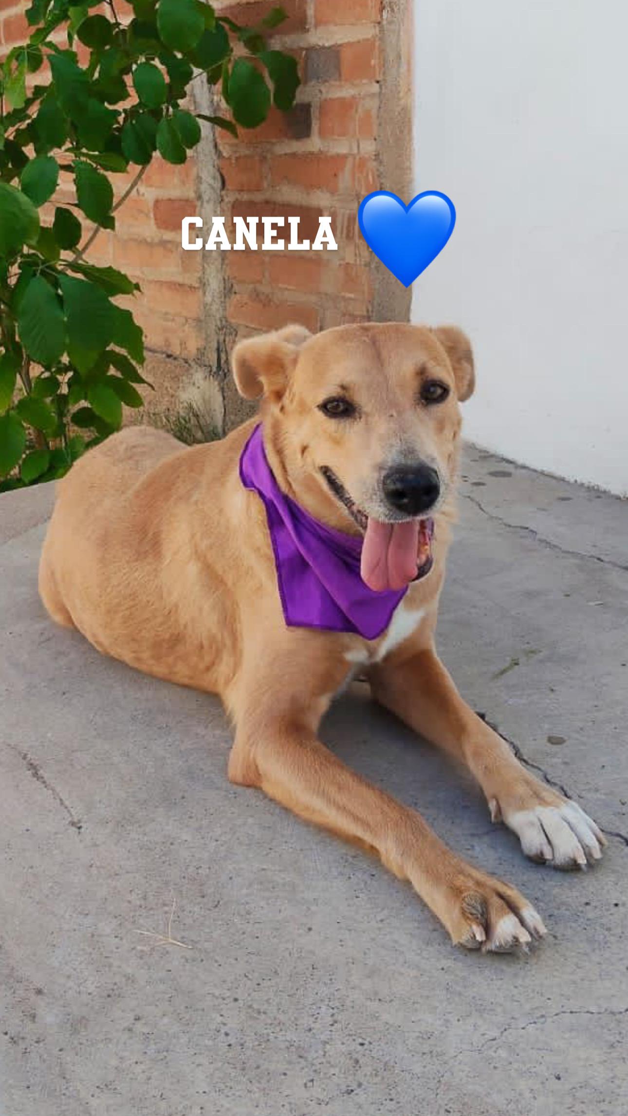 Enlarge Canela, a Adopted mixed breed in North Hollywood, CA image 3/5