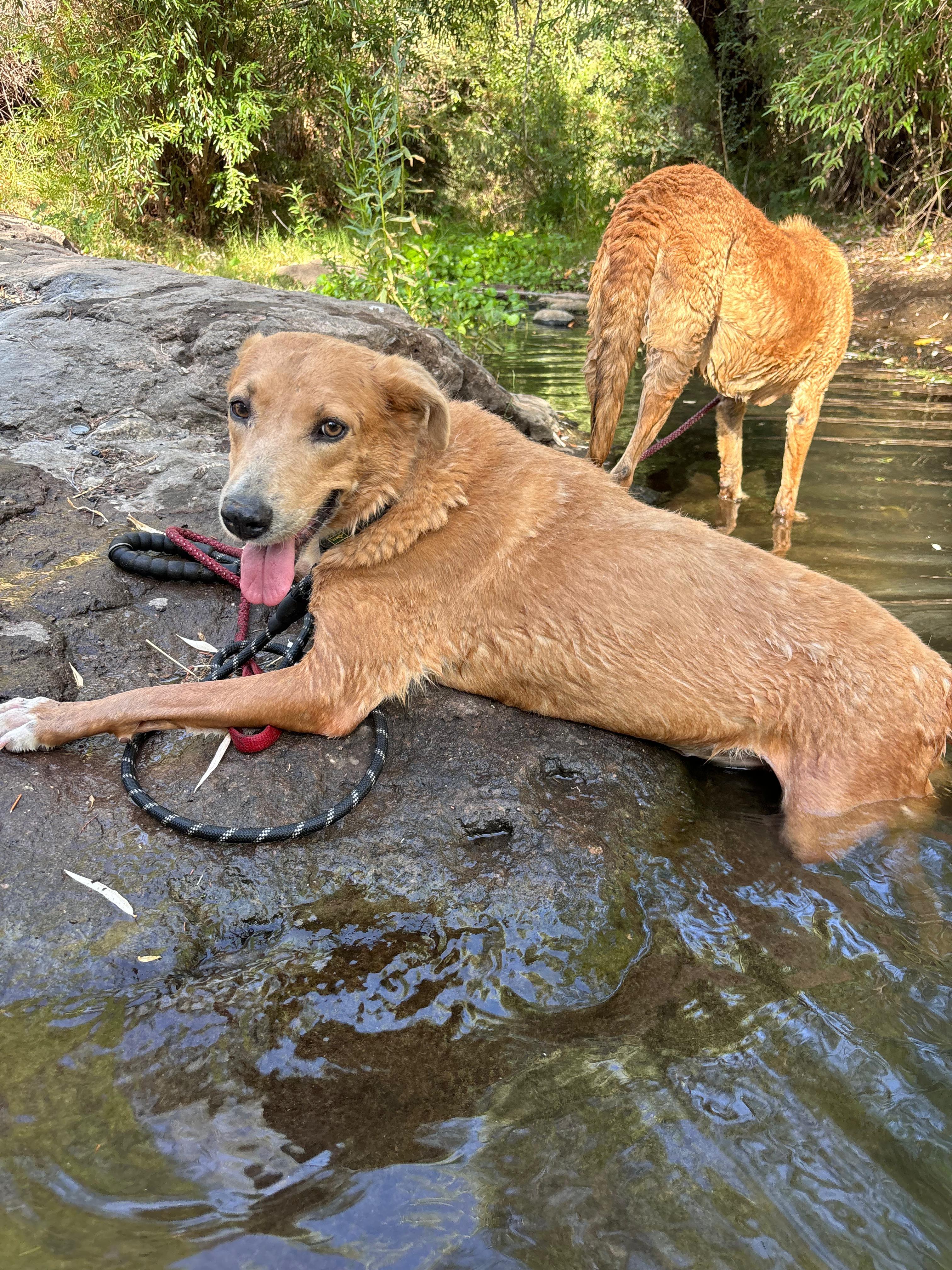 Canela photo 4