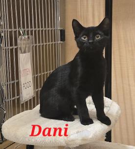 Enlarge Dani, a Adoptable mixed breed in Escondido, CA image 2/5