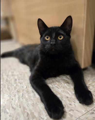 Enlarge Dani, a Adoptable mixed breed in Escondido, CA image 4/5