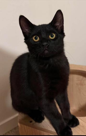 Dani, a ADOPTABLE mixed breed in Escondido, CA image 2/5