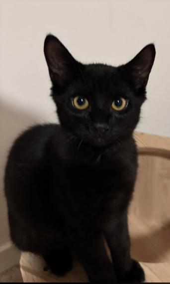 Dani, a ADOPTABLE mixed breed in Escondido, CA image 5/5