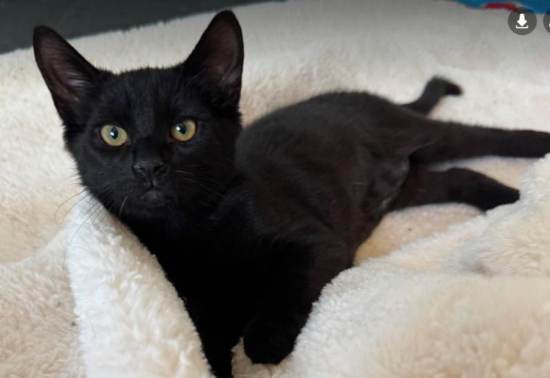 Dani, ADOPTABLE, Kitten Female Domestic Short Hair.