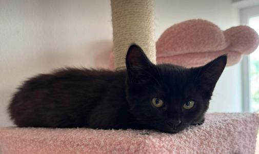 Dani, a ADOPTABLE mixed breed in Escondido, CA image 4/5