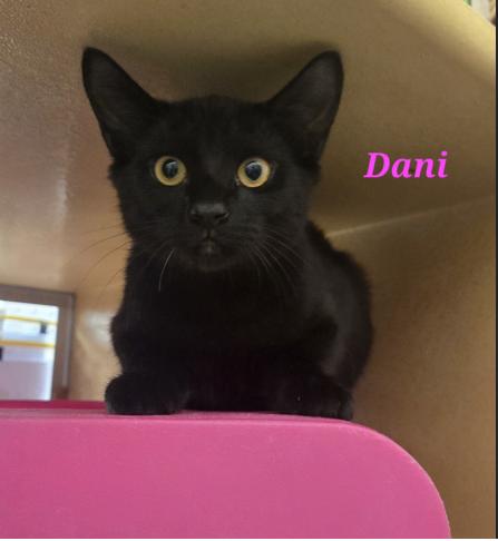 Dani, Adoptable, Kitten Female Domestic Short Hair.