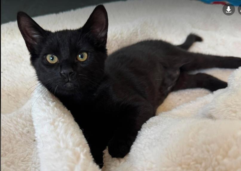 Dani, a ADOPTABLE mixed breed in Escondido, CA image 3/5