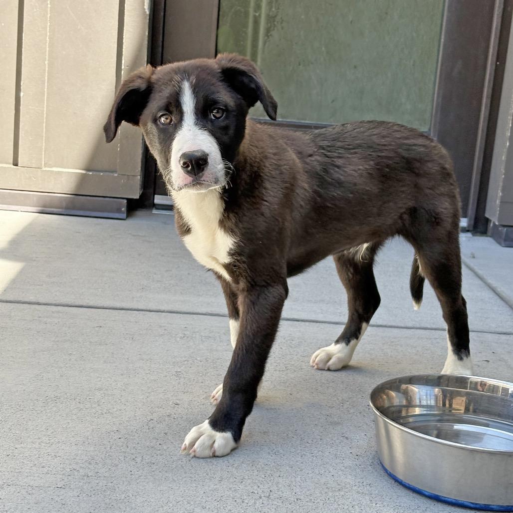 Bud, a Adoptable Mixed Breed in Hailey, ID image 2/6