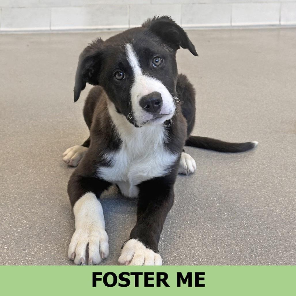 Bud, a Adoptable Mixed Breed in Hailey, ID image 3/6