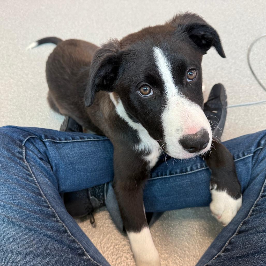 Bud, a Adoptable Mixed Breed in Hailey, ID image 4/6