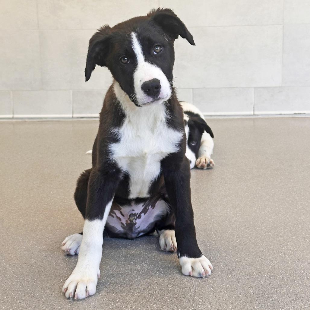 Bud, a Adoptable Mixed Breed in Hailey, ID image 6/6