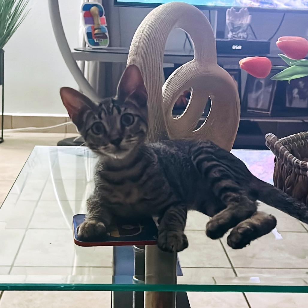 Memo, Adoptable, Kitten Male Domestic Short Hair.