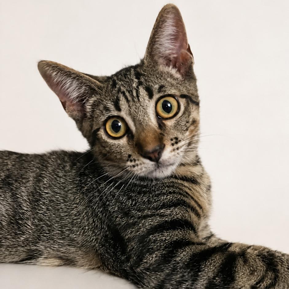 Enlarge Memo, a Adoptable Domestic Short Hair in Guaynabo, PR image 2/2